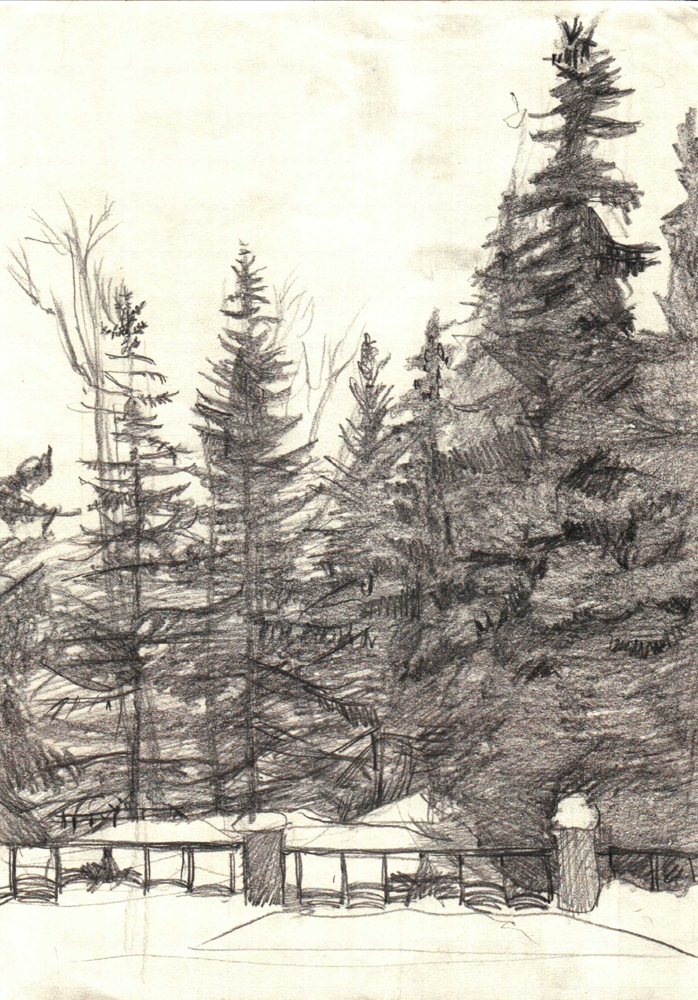 Christmas trees on a mass grave